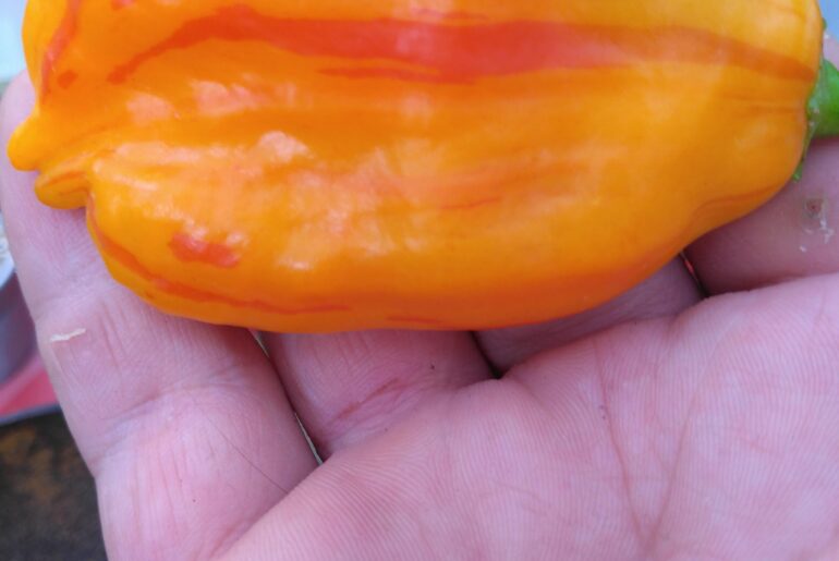 La mutation de Ze-poisson de zebrange