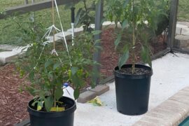 Help: perched water table fix?