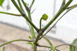 First pepper on the way