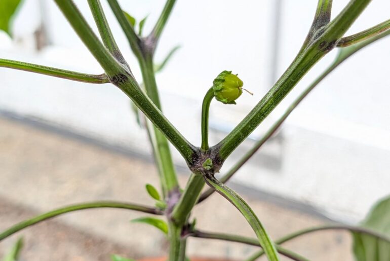 First pepper on the way