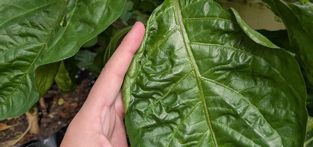 First time growing a plant this big