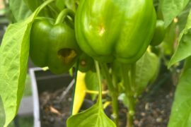 New(ish) to Peppers and need advice