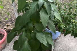 Mystery Volunteer Pepper Plant