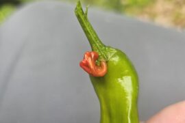 My shishito peppers have these odd little clingers