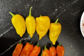 Grew 3 sugar drop orange plants, one of these is not like the other.