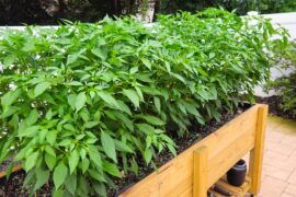 Made a raised garden bed for my Thai chilli plants