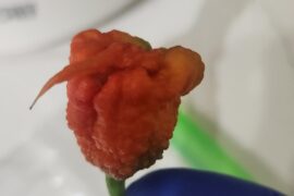 Reapers