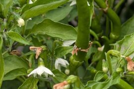 Not a reaper. What is it?