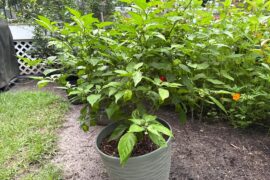 Carolina Reaper and Red Ghost looking good!
