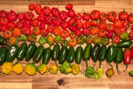 The morning's havest