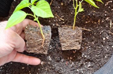Madame Jeanette's roots, lots of small ghosts, and a rocoto seedling issue