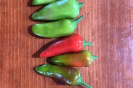 What pepper is this I literally almost died