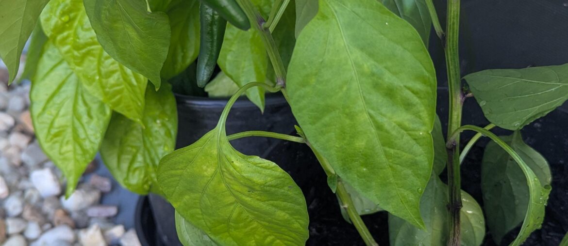 Ghost pepper seeds from last harvest grew serranos?