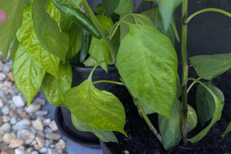 Ghost pepper seeds from last harvest grew serranos?