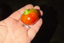 How are cherry bombs?