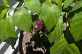 Any identification for this cream and purple pepper?