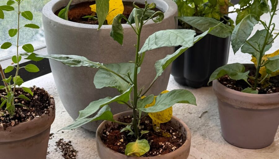 What’s going on with my little guys?