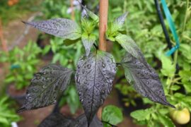 Black Scorpion Tongue
