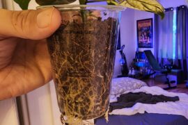 Reaper can't transplant putside cause the weather in the 100s in virginia beach area