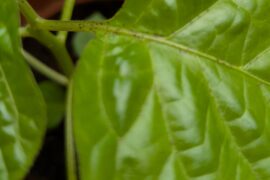 Brown spots on my Scotch Bonet leaves