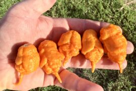 BOC x Reaper Orange