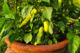 First time growing some hot peeps