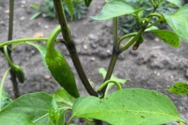 Ladies and Gentlemen, behold! my first ever Jalapeno pepper