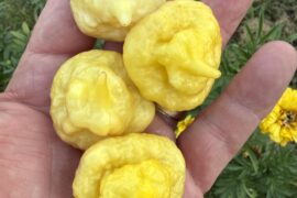 Tusk Buster - fully ripe