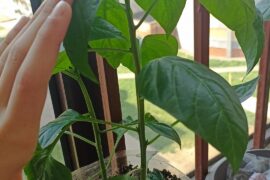 Should i top my paprikas?