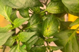 Is this Mosaic Virus?