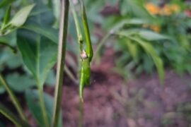 What is wrong with my cayenne plant