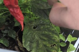 Grew my first ghost pepper