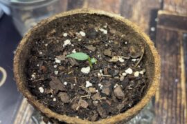 Dracula pepper