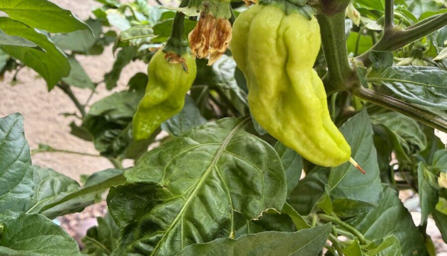 Seeds were chocolate scotch bonnet. Any ideas what it could be?