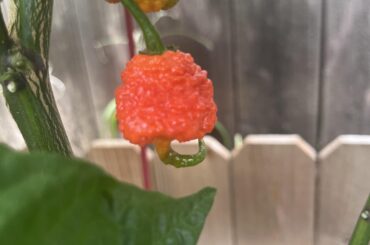 Carolina reaper