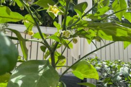 I just noticed my Flexuosum has opened it’s first flowers with one hopefully pollinated already