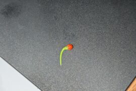 My first ghost pepper