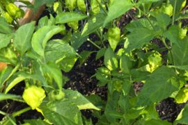 Ghost, scorpion, Carolinas almost ready, what are good recipes?