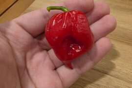 Is this a Reaper?