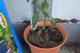 Growing tips for Hot Cayenne?