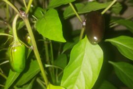 Purple flowers yet to ripen