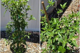 Need help identifying these 2 plants