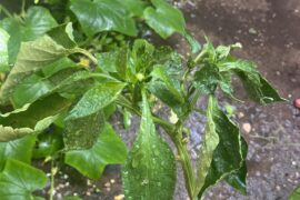 What could be causing this