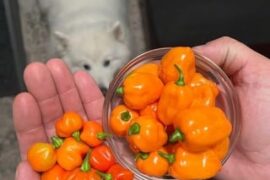 Habanero & Scotch Bonnet Harvest
