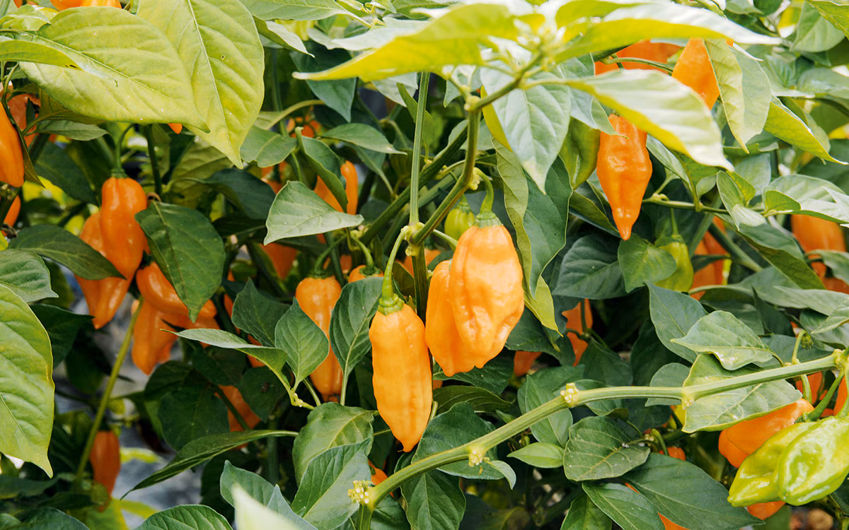 Chilli 'Apricot'