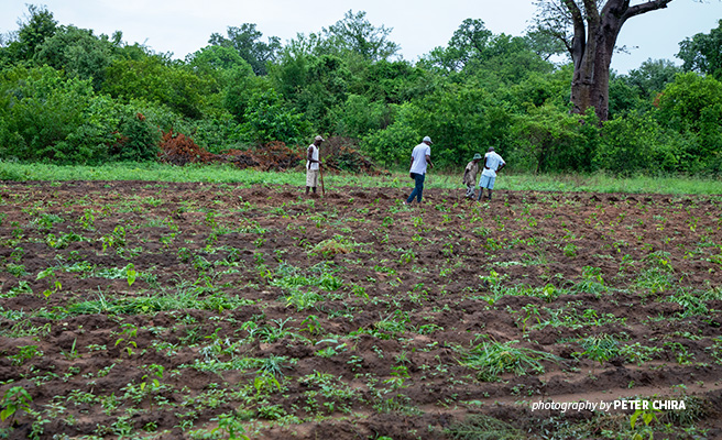 AWF-supported chili growers in northern Zimbabwe look after their plantations to deter crop-eating elephants Photo of AWF-supported farmers in northern Zimbabwe weeding their chili plantation