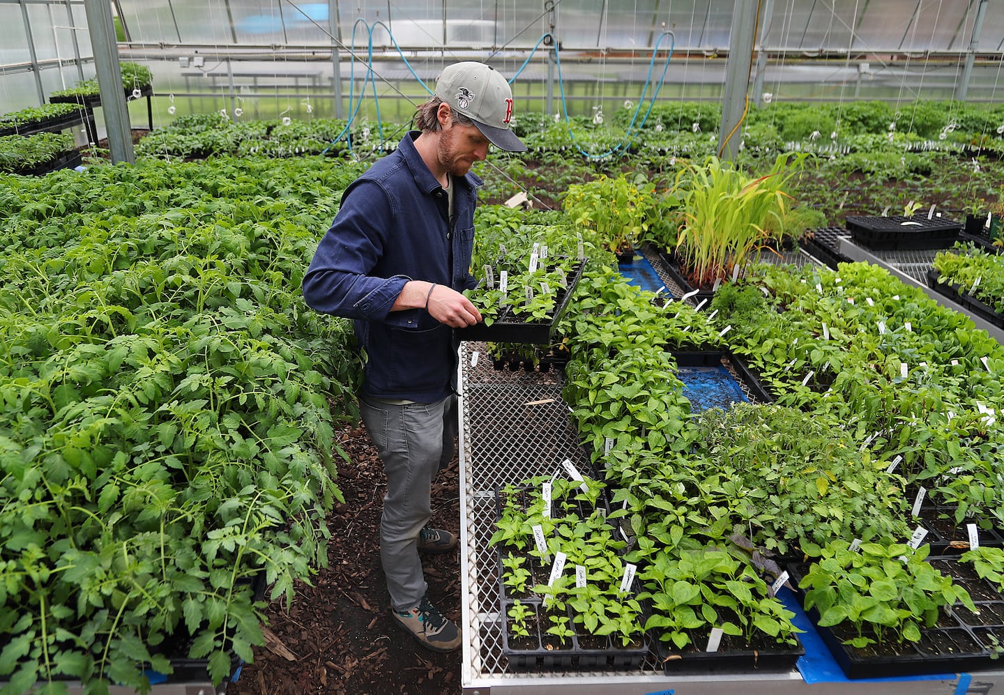 Brian Ruhlmann checks on the progress of pepper plants before they are moved from the greenhouse and planted on the farm.
