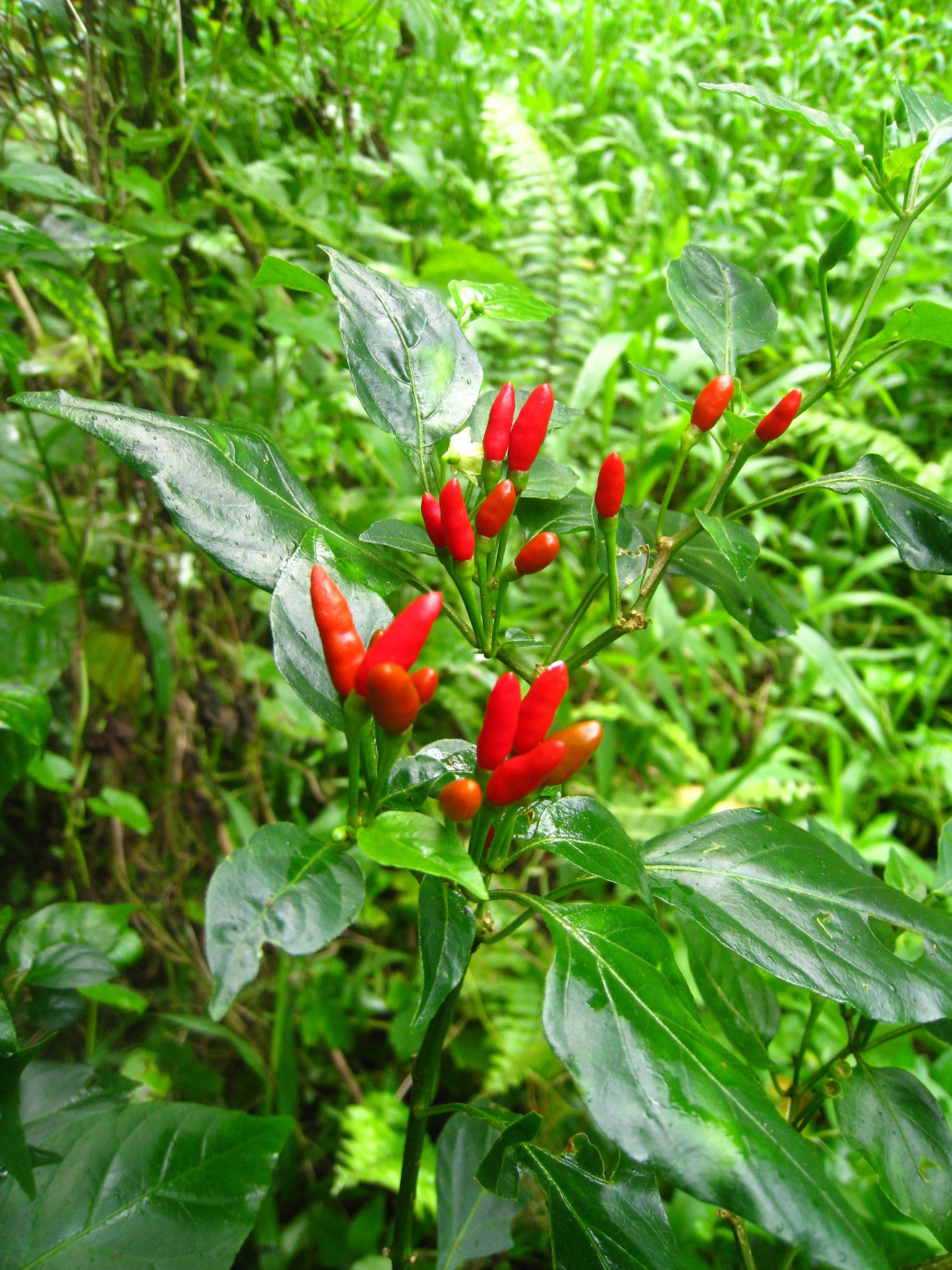 A chili pepper growing wild in the Mariana Islands