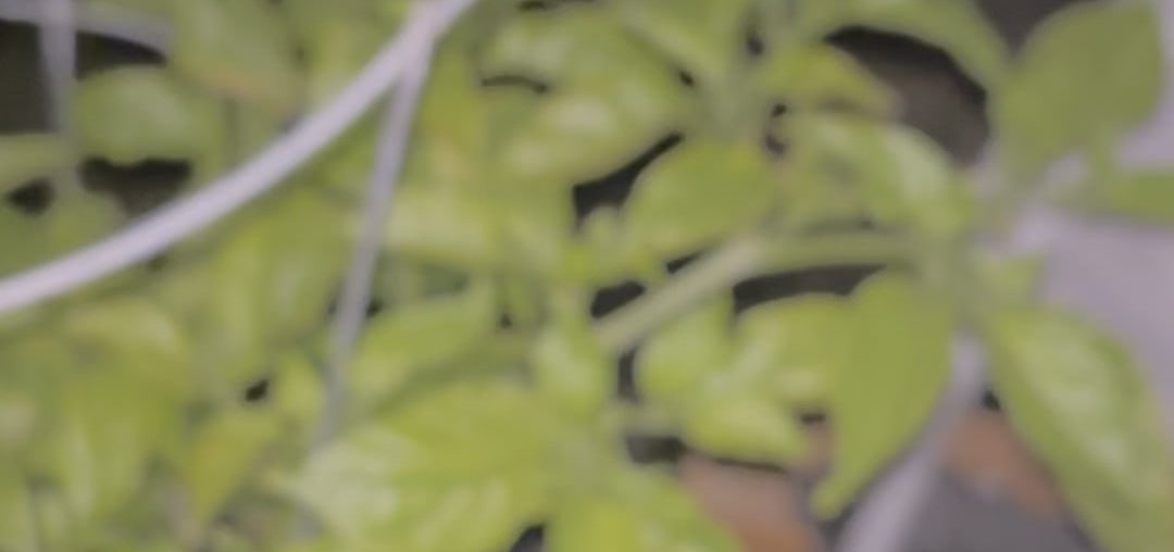 Check out my ghost pepper plant