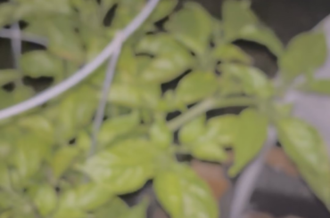 Check out my ghost pepper plant